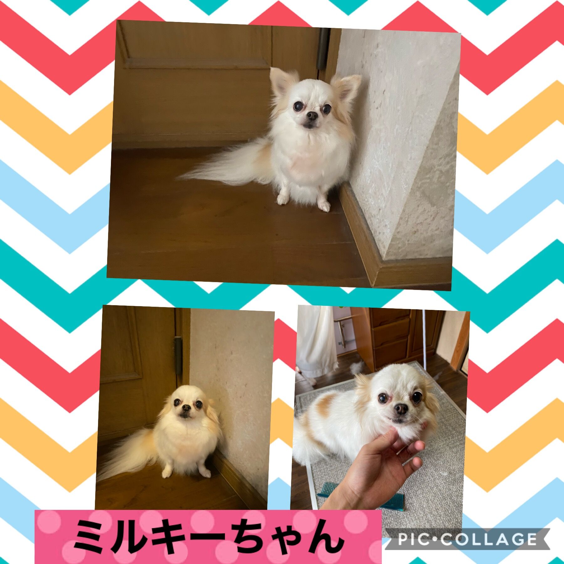 トリミング