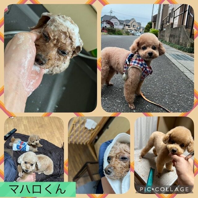 トリミング