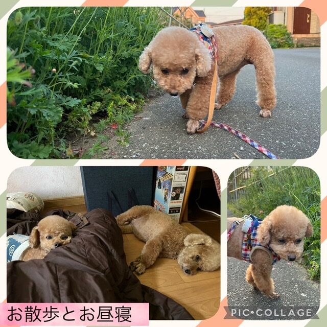 トリミング