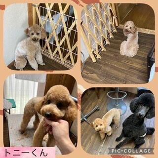 トリミング