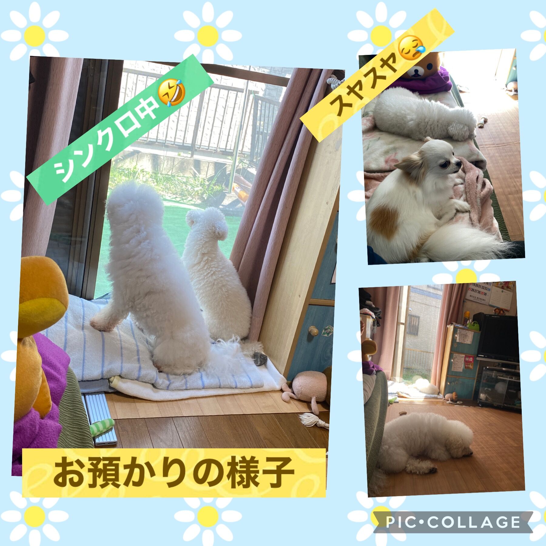 ペットホテル
