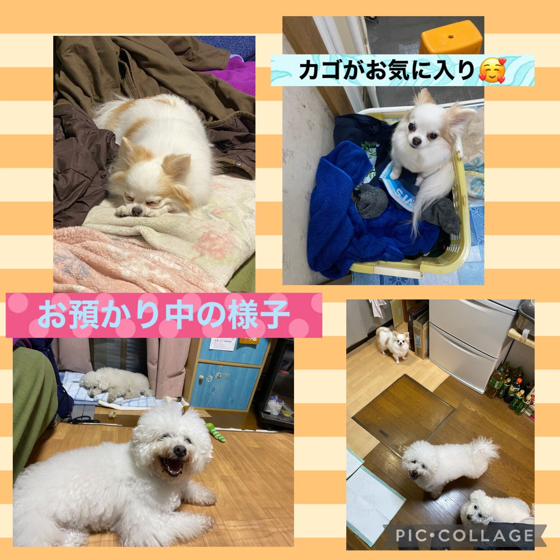 ペットホテル