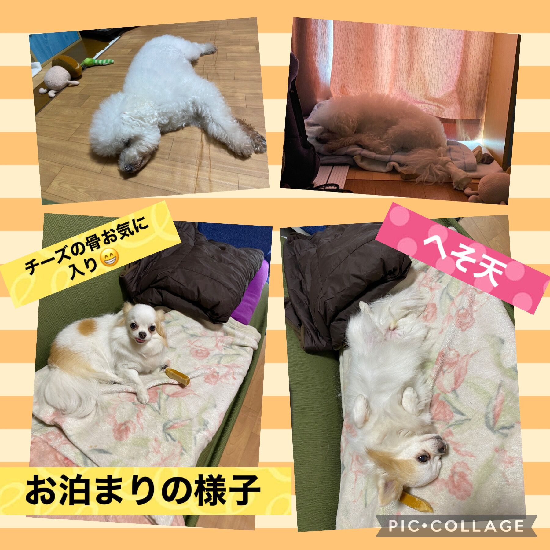 ペットホテル