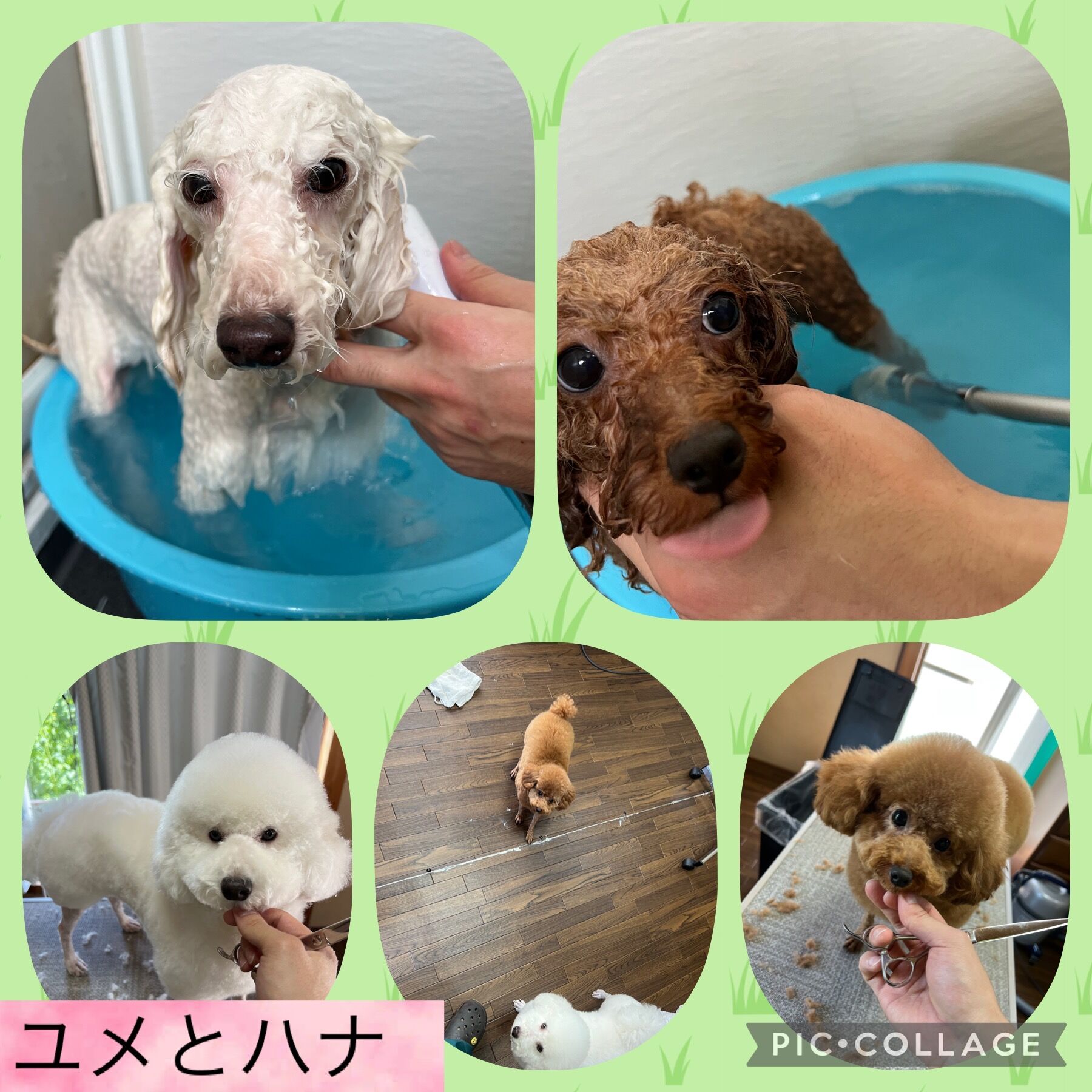 トリミング