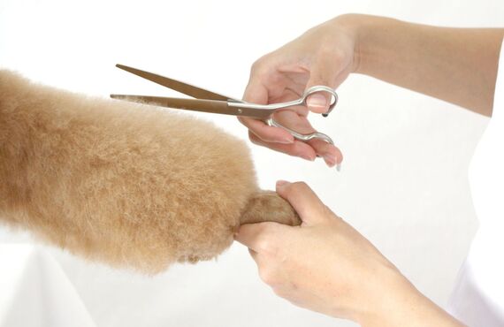 春日部でトイプードルのカットを得意としております | 埼玉のトリミングサロン・DOGサロンPalm