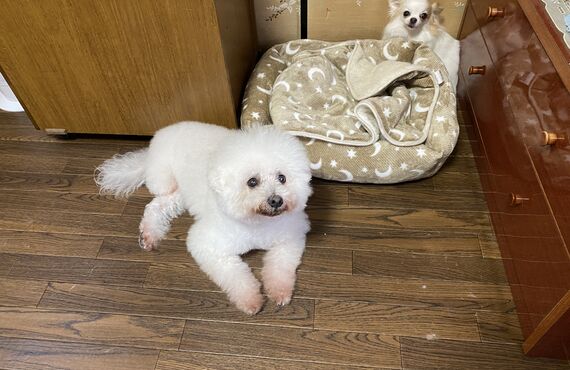 春日部でホテル預かりをしてるトリミングサロンDOGサロンPALM