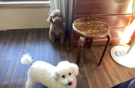 春日部で犬のトリミングとペットホテルをやっているDogサロンpalm