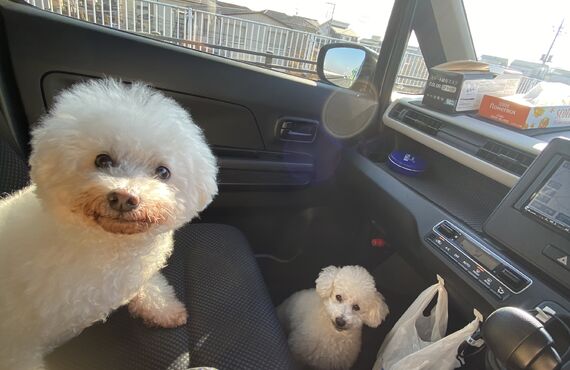 春日部でトリミングとペットホテルをしているDogサロンpalmです