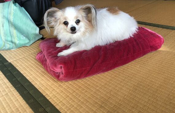 トリミングのことなら春日部のDogサロンpalmに全て犬のことはお任せ