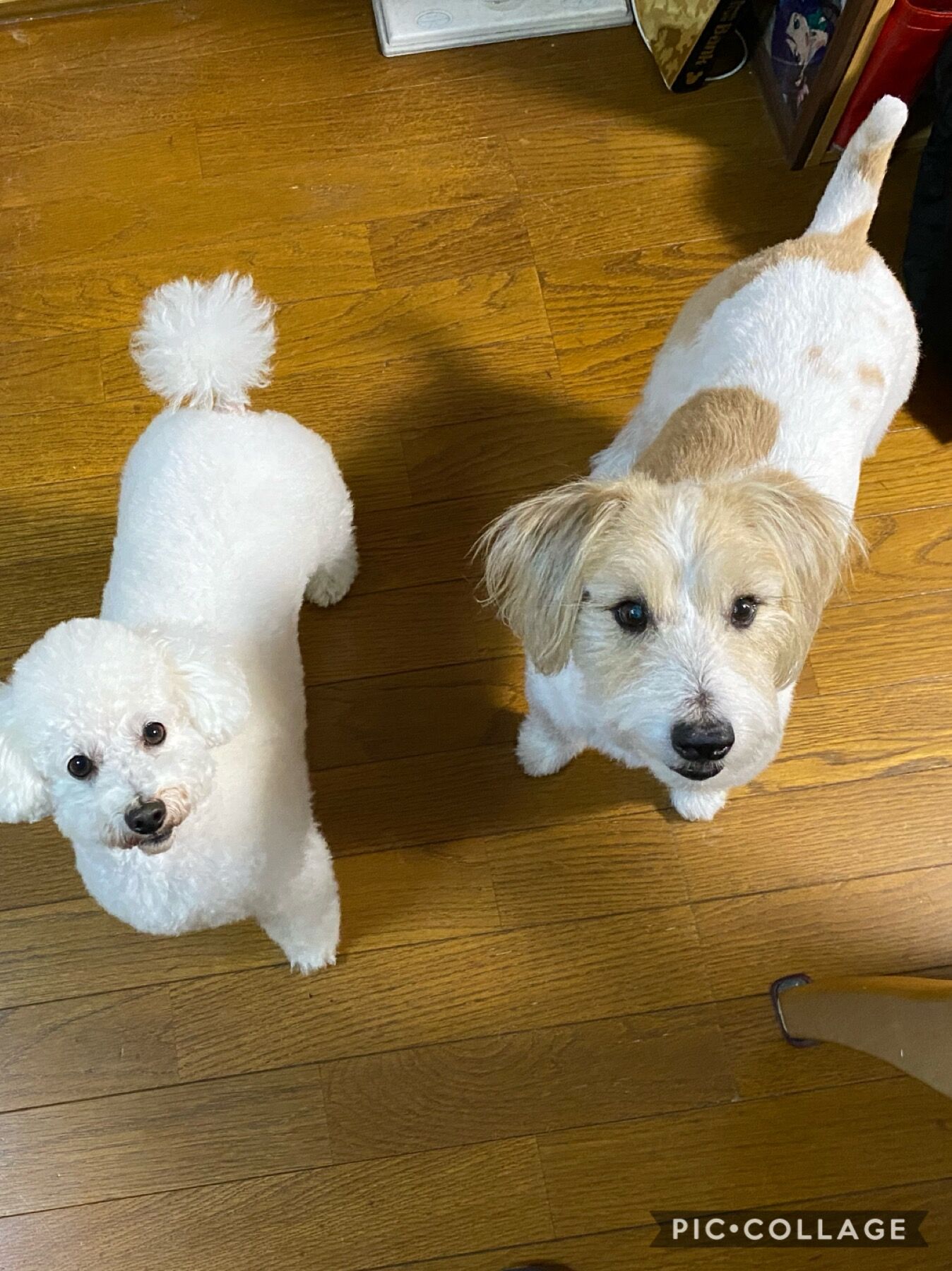 ペットホテル