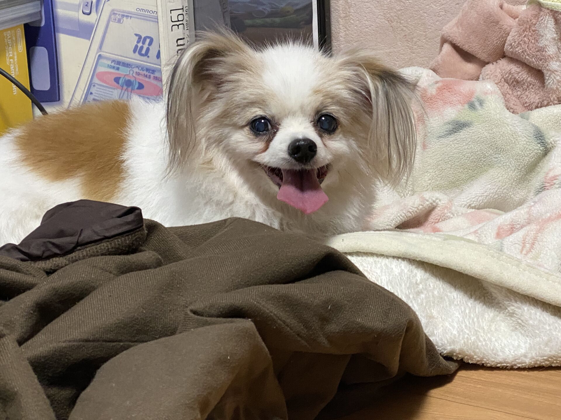 ペットホテル