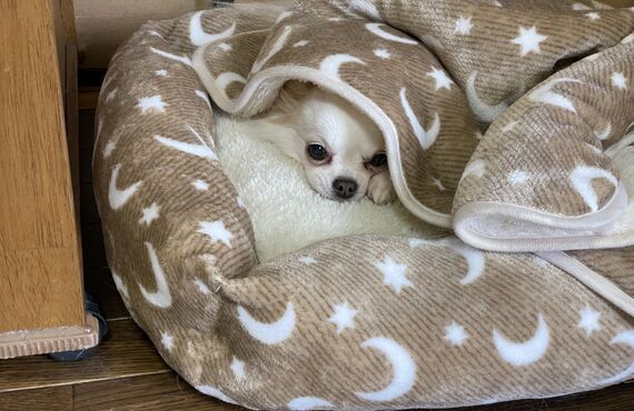 春日部で幸せを運ぶペットホテル。トリミングやペットホテルでフリースペースで犬たちを管理しているトリミングサロンです。